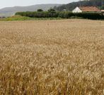 El calor ha provocado importantes p�rdidas en el sector.