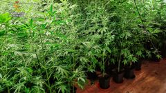 Plantación de marihuana en una vivienda de Filgueira de Traba, en Oza-Cesuras