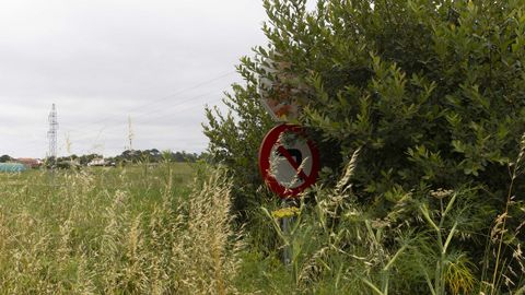 Se�ales de tr�fico obstruidas por la maleza en Lestimo�o, Ponteceso