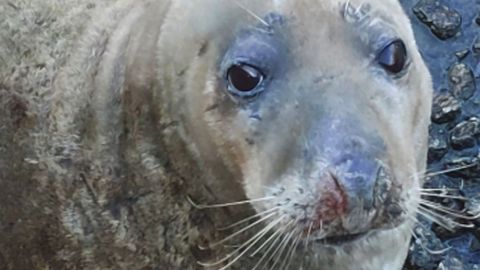 Imagen de archivo de un lobo marino en A Mari�a
