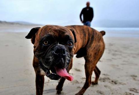 Un b�xer paseando ayer por la tarde por la playa de Ponzos con su propietario.