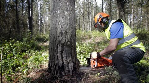 Antes de comenzar la tala debe comprobarse que no hay nadie en el radio de la ca�da.