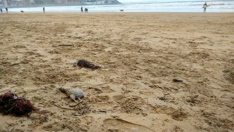 Aparece una rata muerta en la playa de San Lorenzo