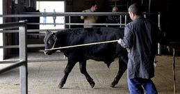 Mejor� ayer el mercado del vacuno en Silleda pero sobre todo por la asistencia del vacuno mayor. 
