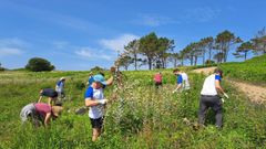 Voluntarios de Afundacin retiran plantas invasoras en la isla de Ons