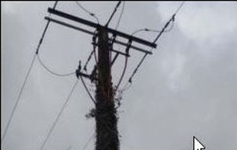 El BNG de Ordes fotografi� un poste de electricidad cubierto de maleza en las proximidades del pol�gono