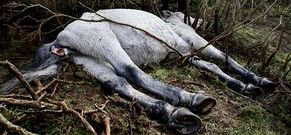 Uno de los animales muerto entre la maleza en la que acostumbran a abrigarse.