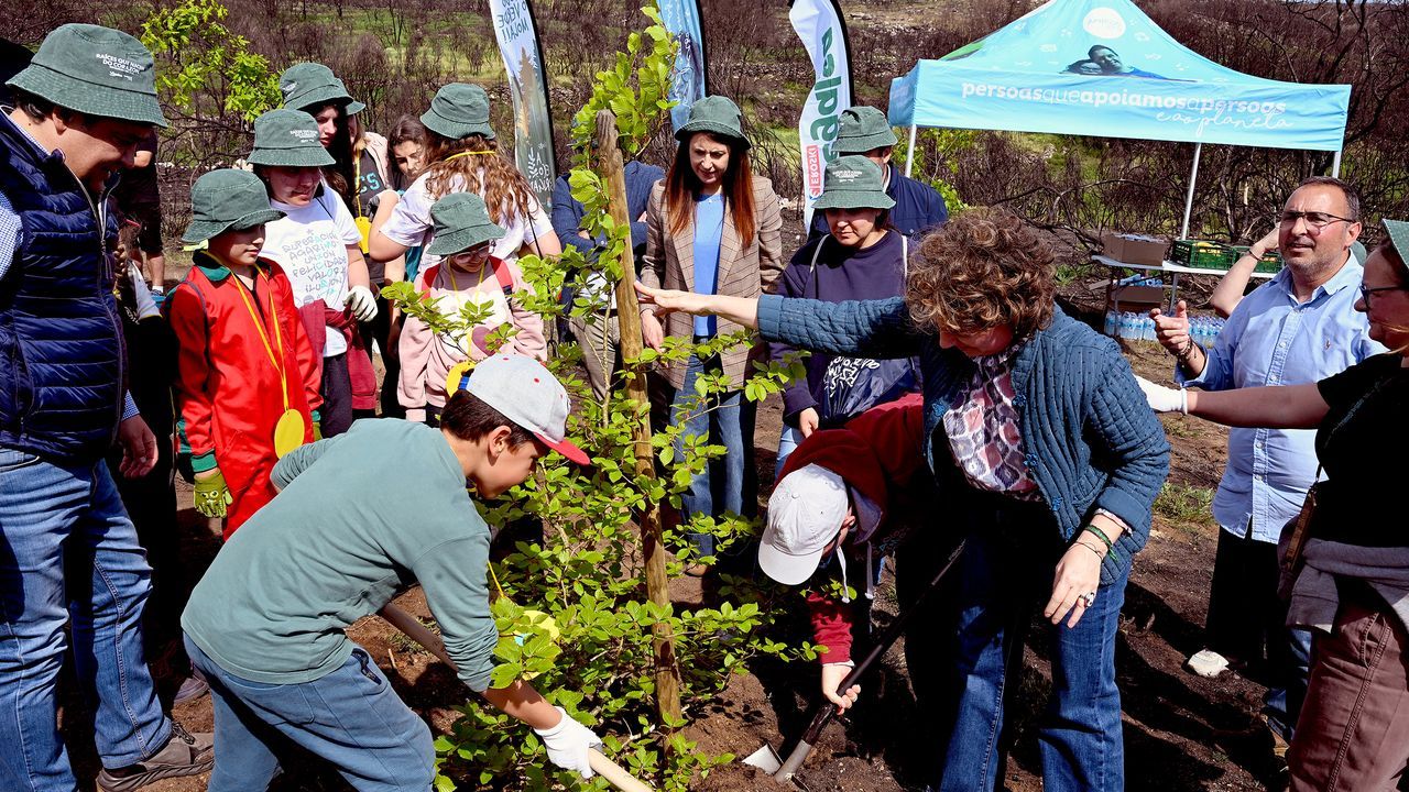 Reforestan terreno ardido en Monterrei con más de 2.300 árboles