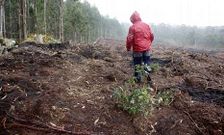 Vista de A Arqui�a de Vilaseco, donde una plantaci�n supuso da�os para la m�moa. 