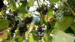 Imagen de arcivo de unas uvas da�adas por el mildio