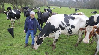 Granja de vacas ecol�gica en Moeche