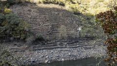 Vi�edo en bancales recuperado junto al cauce del Sil en la ribera de Vilach�