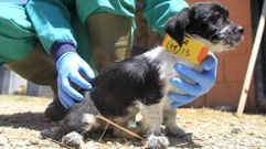 �P�a�, abandonada en el interior de un contenedor en Nar�n