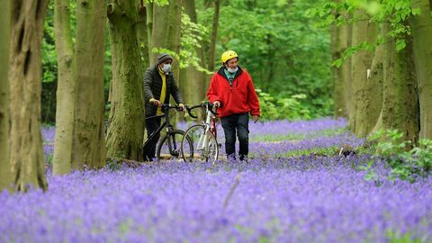 Dos personas con mascarillas caminan entre campanillas en el bosque de Waltham, cerca de Londres