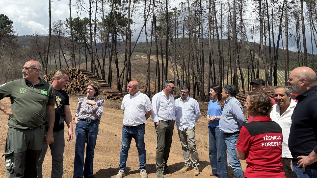Medio Rural retira madera quemada en 1.500 hectáreas de Monterrei
