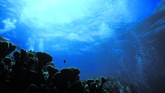 Imagen del fondo del oc�ano