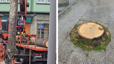 Momento de la tala de la palmera en Mugardos