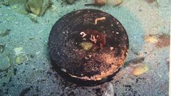 Las fotos de la exposicin  Lo que la ra esconde   en Ribadeo