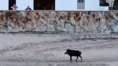 Un jabal� fue visto en la playa de Covas el pasado lunes