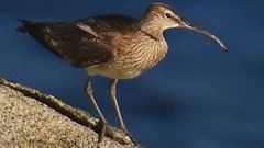 El pico de las aves dice mucho sobre su forma de alimentarse