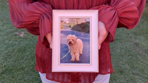 Una foto del caniche Yacky