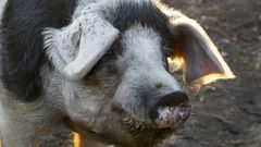 Emprendedores criando porcos celtas