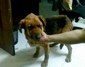 �Tani�, la segunda v�ctima del caso de maltrato animal. 
