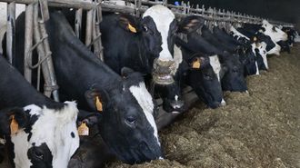 Vacas frisonas en una granja l�ctea