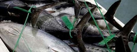 Hay que preguntarse si la costera del bonito sigue siendo alternativa laboral para j�venes.