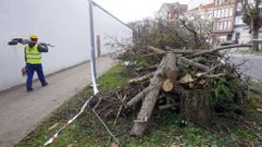 Algunos de los ejemplarares talados hace d�as en el paseo de Irmandi�os, junto a la muralla del Arsenal.