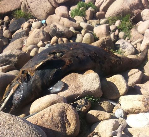 El cet�ceo se encuentra en avanzado estado de descomposici�n.