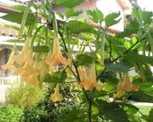 La escopolamina se encuentra en el fruto de estas plantas.