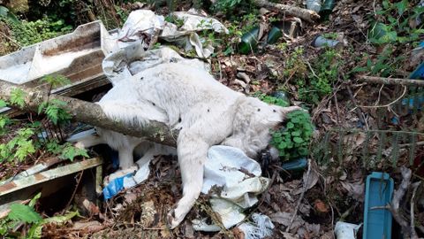 Vertedero ilegal en Pilo�a