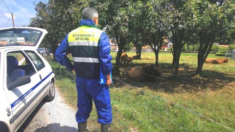 Veterinario Profesional de Asturias