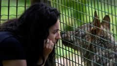 El lobo Aullador junto a su cuidadora Alba �lvarez, en el recinto de la Casa del Lobo