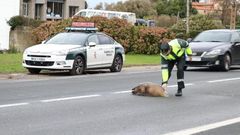 Imagen de archivo de un guardia civil atendiendo el atropello de un jabal�.