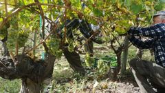 Imagen de archivo de vendimia en los vi�edos de Rafael Palacios, en Valdeorras