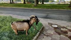 La cabra que apareci� en las obras de As P�as y los vecinos llevaron a zonas verdes de Caranza