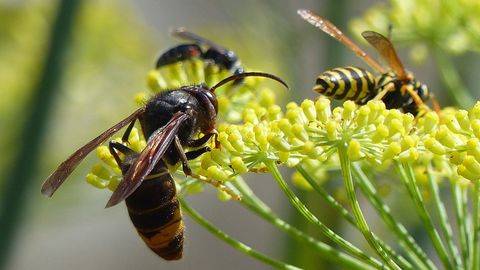 Vespa velutina