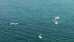 Un grupo de delfines surca la r�a de Vigo