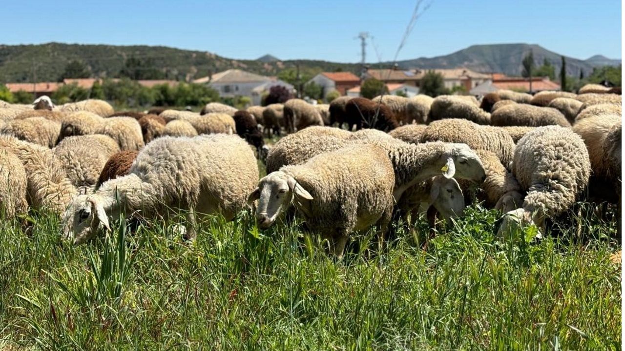 Galicia impulsa su Escola de Pastores en el 2026, Año Internacional de los Pastizales, para formar a los «pastores do século XXI»