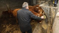 Un ganadero de Vilach, Xove, dando de comer a sus vacas