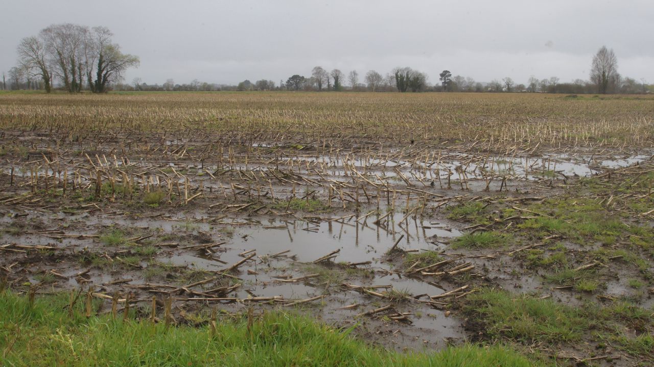 La lluvia retrasa las primeras cortas de hierba y la siembra de patatas ...