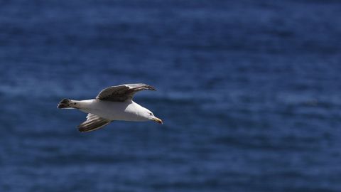 Gaviola sobrevolando el mar en Foz