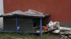 Gateras en la capital