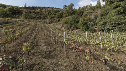 Un viedo plantado en la parte baja de la antigua explotacin minera