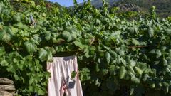 Un pijama colgado entre las vides protege las uvas de las alima�as en Sober