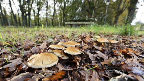 Las setas (en la imagen, en terrenos del municipio de O Corgo) son habituales en muchas zonas de Galicia