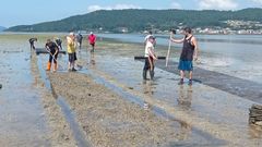 Siembra en los bancos de A Misela, en Noia