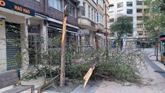 Estado en el que qued� el �rbol ca�do este viernes de madrugada en la calle �ngel Senra